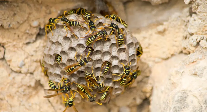 Nido de avispas con muchas obreras. Se observa el inicio de como se reproducen las avispas, con celdillas hexagonales.