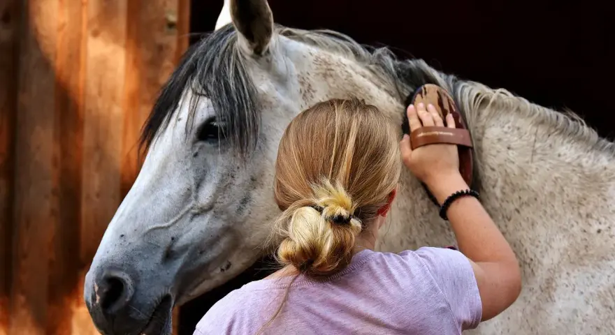 Une jeune femme brosse un cheval. L'image ne montre pas de maltraitance cheval.