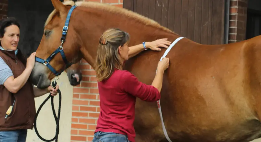 Deux femmes mesurent un cheval pour savoir quand vermifuger son cheval. L'une tient la longe, l'autre utilise un mètre ruban.