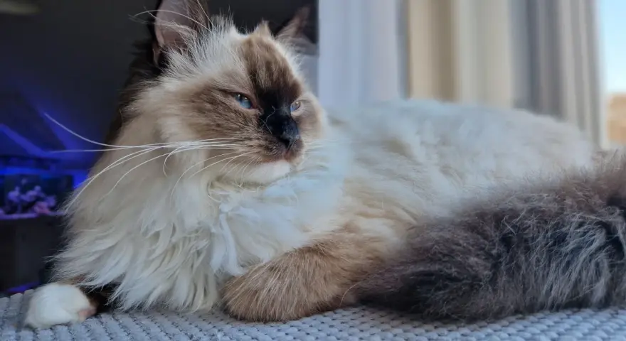 Uroczy ragdoll z niebieskimi oczami leży na miękkim kocu, wyglądając przez okno.
