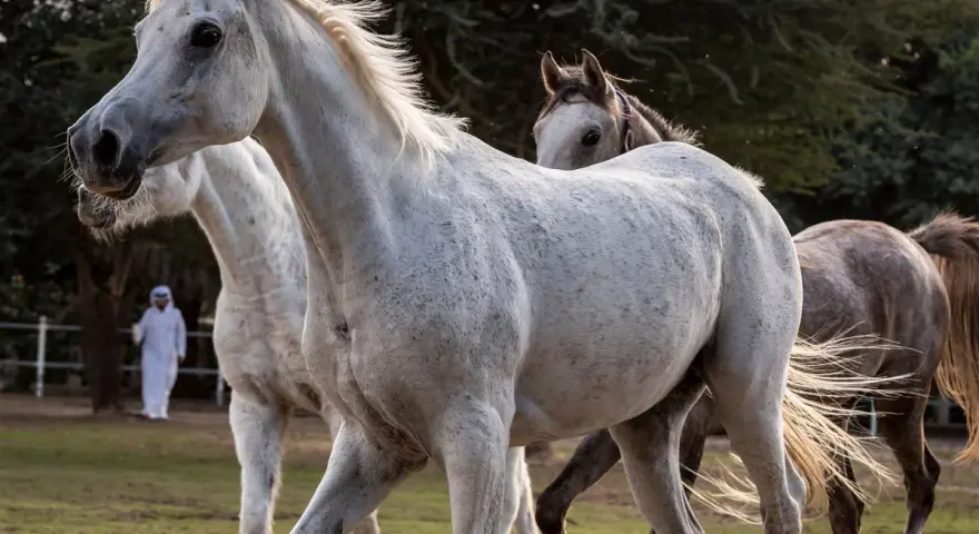 Trois chevaux, dont une magnifique saillie pur sang arabe, se promènent dans un pré. Un homme en tenue traditionnelle les observe.