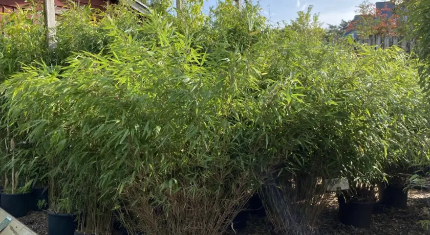 En stor grupp bambu i kruka, med frodiga gröna blad som vajar i vinden.
