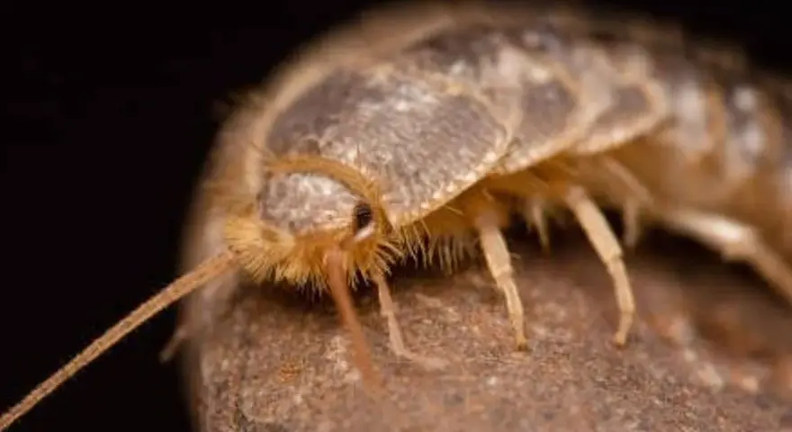 Un pececillo de plata gigante, con sus antenas largas y cuerpo escamoso, se posa sobre una roca.