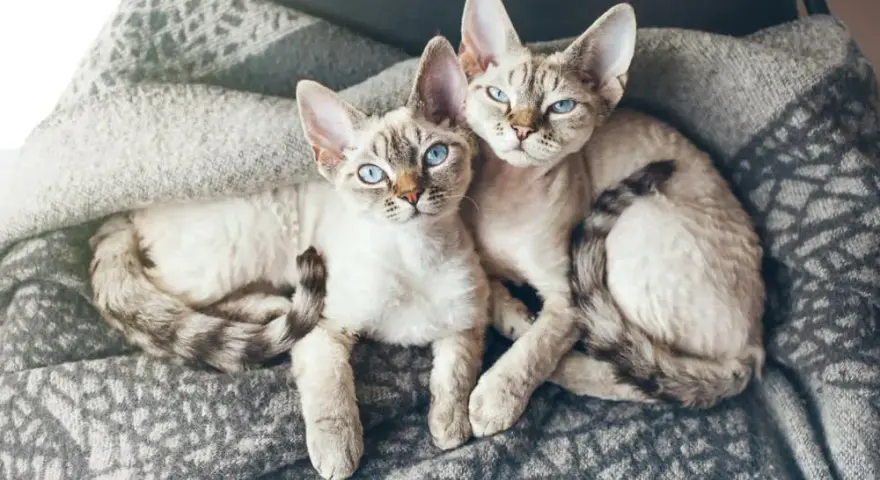 Czy Devon Rex uczula? Co musisz wiedzieć przed zakupem kota