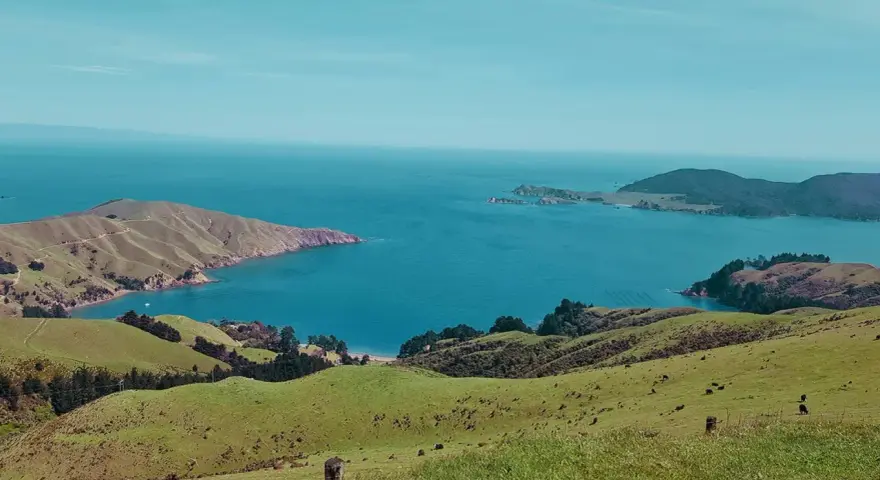 Grüne Hügel und das blaue Meer, ein malerischer Ausblick, der an ein Auslandspraktikum in Neuseeland erinnert. Kühe grasen friedlich.