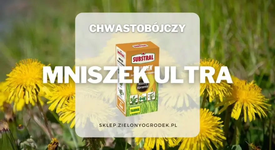 Mniszek Ultra – chwastobójczy środek do trawnika, który skutecznie zwalcza mniszki i inne chwasty, przywracając piękno Twojego ogrodu.