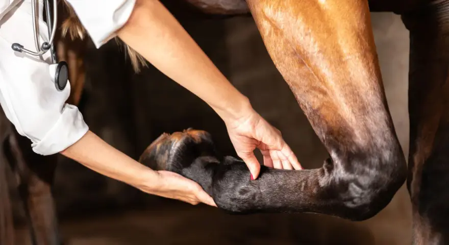 Vétérinaire examinant la jambe d'un cheval, possiblement pour diagnostiquer une arthrose.