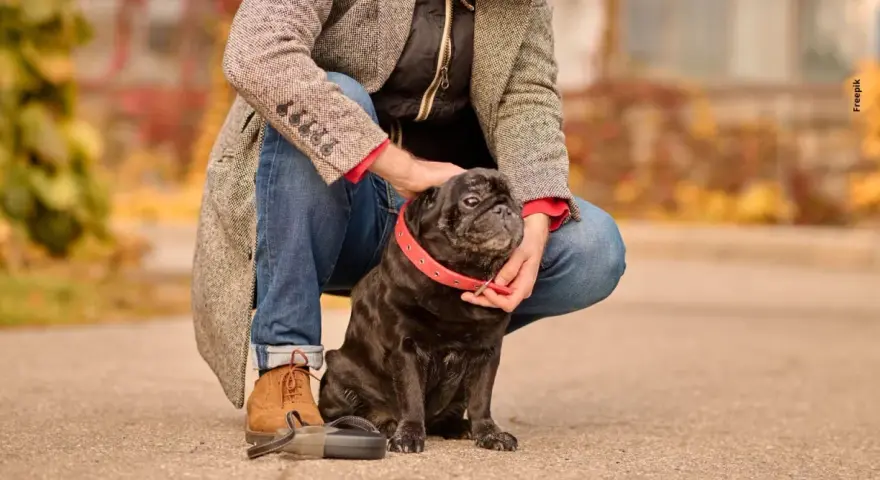 Mi perro me sigue a todos lados en la casa. Este pug negro con collar rojo es mi fiel compañero.