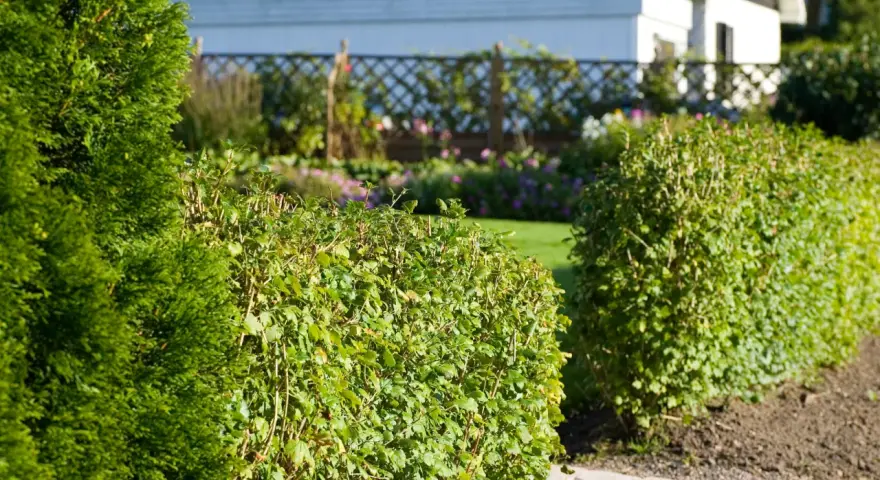 En välskött avenbok plantering ramar in en solig trädgård med ett vitt hus i bakgrunden.