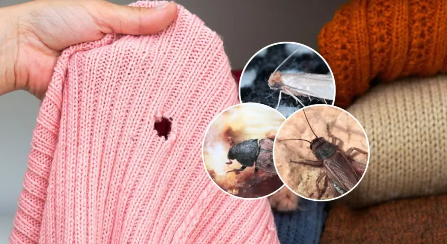 Różowa koszulka z dziurą, obok zdjęcia ćmy, chrząszcza i świerszcza. Te owady powodują małe dziurki w koszulkach bawełnianych.