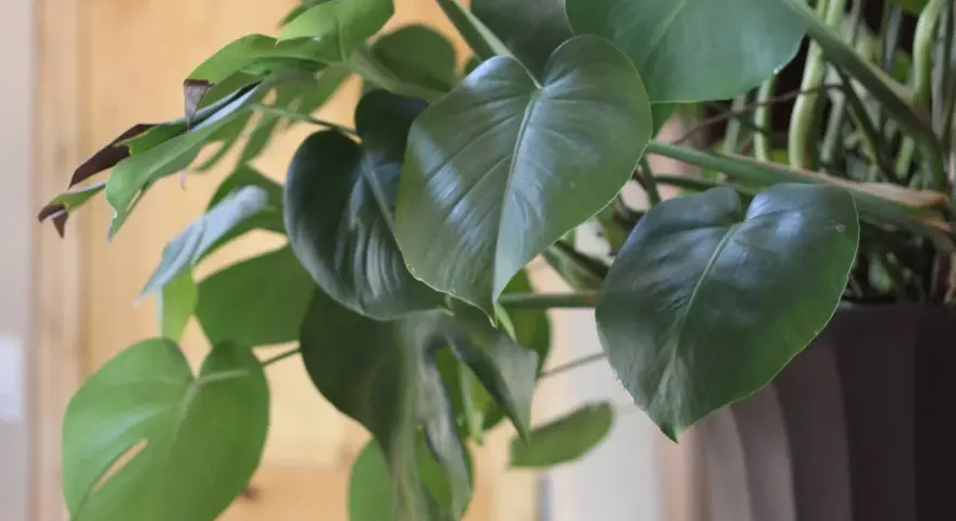 Monstera deliciosa, znana jako kwiaty trujące, ma duże, zielone liście z charakterystycznymi nacięciami.