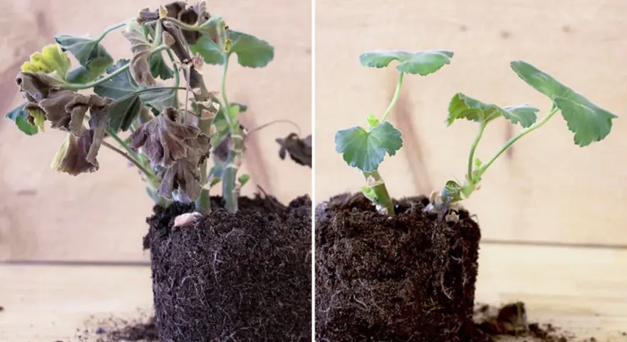 Före och efter: vissna pelargoner som fått nytt liv efter att ha fått plantera om pelargoner efter vintern.