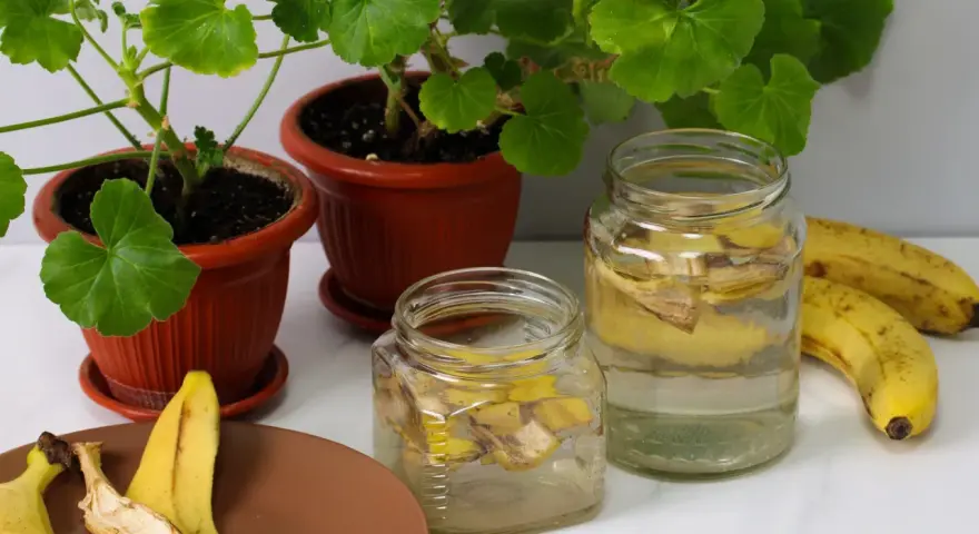 Dwa słoiki z wodą i skórkami od banana, obok świeże banany i kwitnące pelargonie. To naturalna odżywka z banana dla roślin.