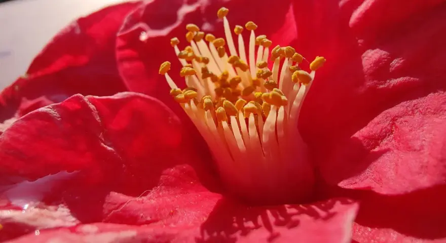 Photo macro smartphone d'un camélia rouge vif, révélant ses étamines jaunes et le velours de ses pétales.