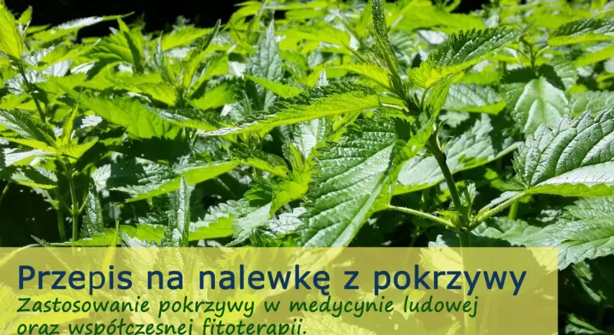 Zielone liście pokrzywy, idealne na nalewkę z pokrzywy na spirytusie. Zastosowanie w medycynie ludowej i fitoterapii.