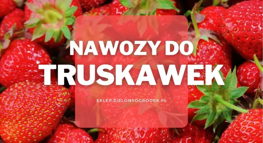 Soczyste truskawki w zbliżeniu. Dowiedz się, jaki nawóz pod truskawki zapewni obfite plony.