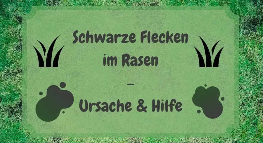 Schwarze Flecken im Rasen? Ursachen und Hilfe für einen gesunden Rasen.