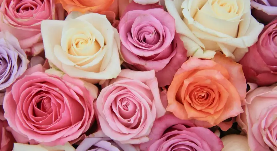 Un ramo de rosas en tonos pastel: rosa, lila, melocotón y crema. Cada color evoca un sentimiento, explorando el significado de los colores de las rosas.
