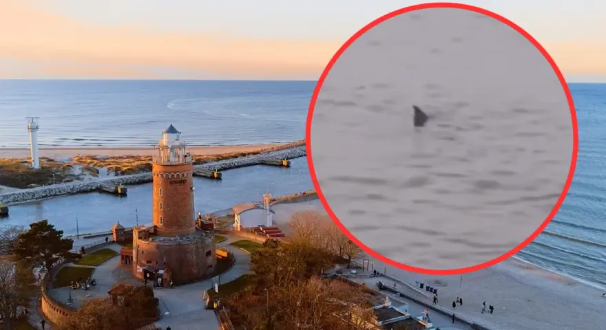 Czy w Bałtyku są rekiny? Rzadkie spotkania i ich ekologia