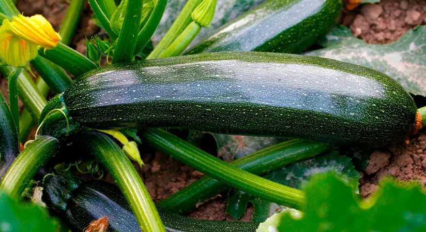 Mörka, glänsande zucchinis växer frodigt i jorden. En gul blomma syns till vänster. En härlig skörd att odla zucchini!