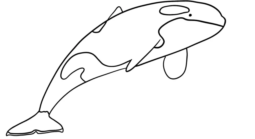 Prosty orka rysunek z charakterystycznymi białymi plamami.