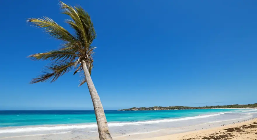 Dominikana plaże: samotna palma kołysze się na wietrze na tle turkusowego morza i błękitnego nieba.