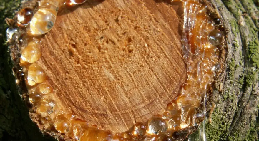 Harz von Holz entfernen: Tropfen von klebrigem Harz laufen von einem Baumstumpf.