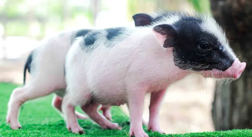 Due adorabili maialini da compagnia, uno con macchie nere sul dorso, giocano sull'erba sintetica.