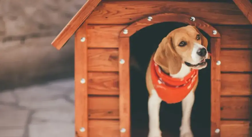 Uroczy beagle w czerwonej bandanie wygląda z nowej, drewnianej budy. To idealny projekt budy dla psa.