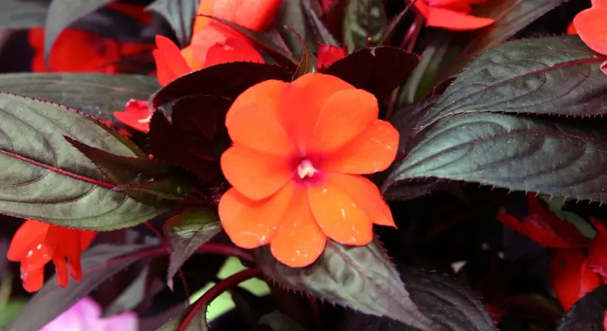 En lycklig lotta blomma i orange, omgiven av mörka blad.