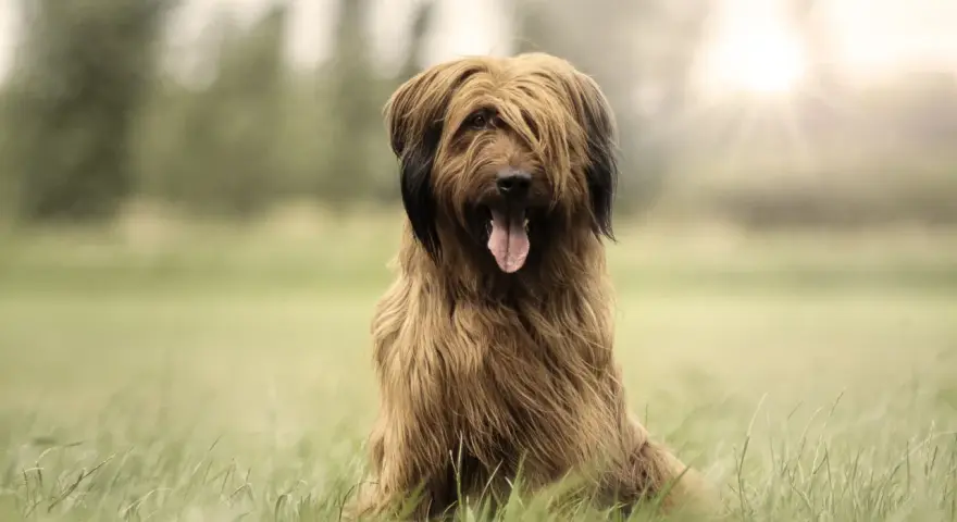 Owczarek francuski briard cena: piękny pies z długą, brązową sierścią siedzi na trawie, z językiem na wierzchu.