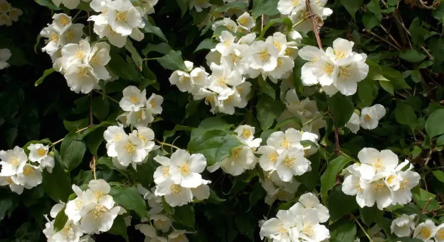 En frodig schersmin buske med många vita, doftande blommor och gröna blad.