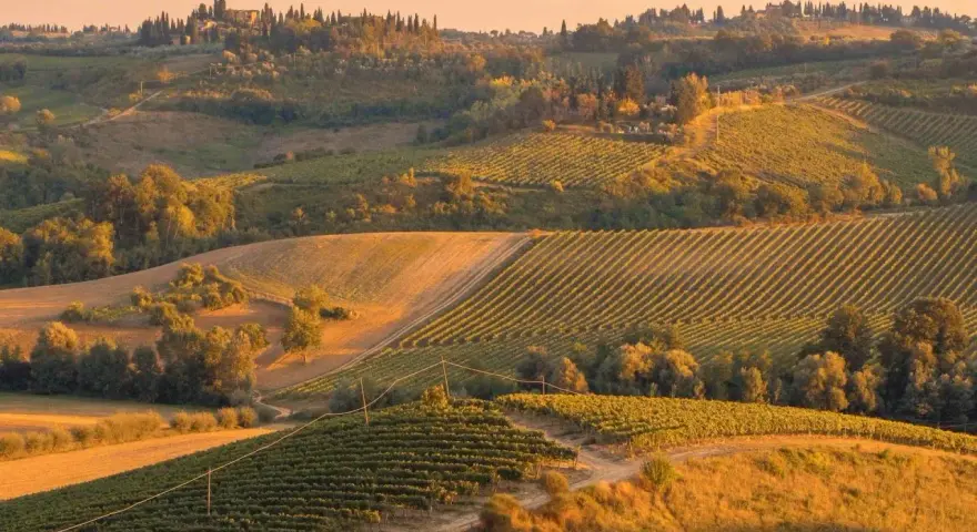 Un viale dei cipressi toscana si snoda tra dolci colline coltivate a vigneti, illuminate dalla luce dorata del tramonto.