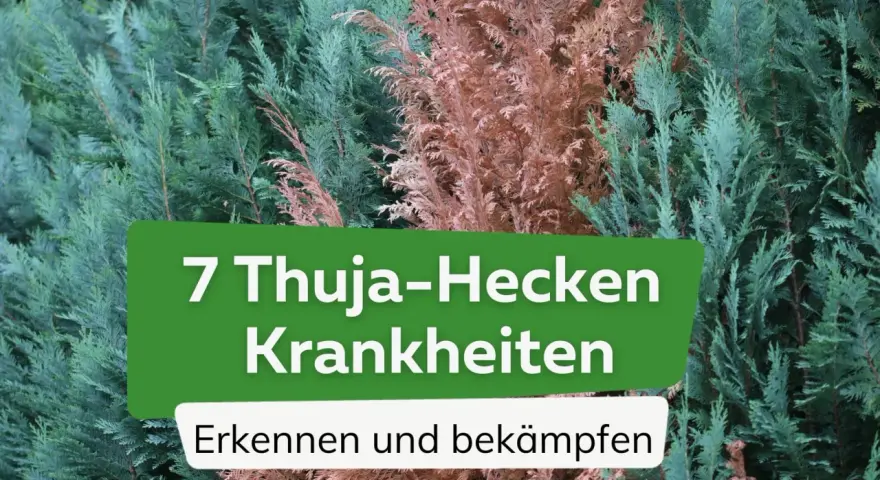 Grüne und braune Thuja-Zweige. Text: "7 Thuja-Hecken Krankheiten. Erkennen und bekämpfen.