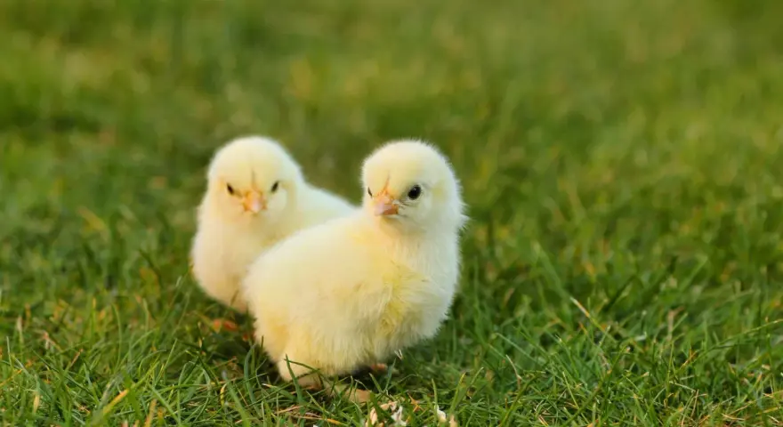 Due pulcini gialli sull'erba. Chissà quanto ci mette un pulcino a diventare gallina, ma questi sembrano pronti a esplorare il mondo.