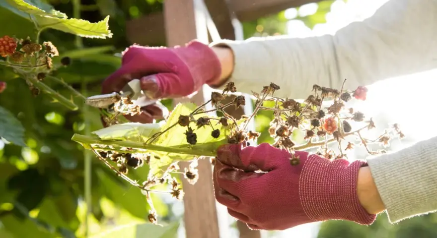 Hände in roten Handschuhen schneiden trockene Himbeerzweige zurück, um Platz für neue Himbeeren zu schaffen.