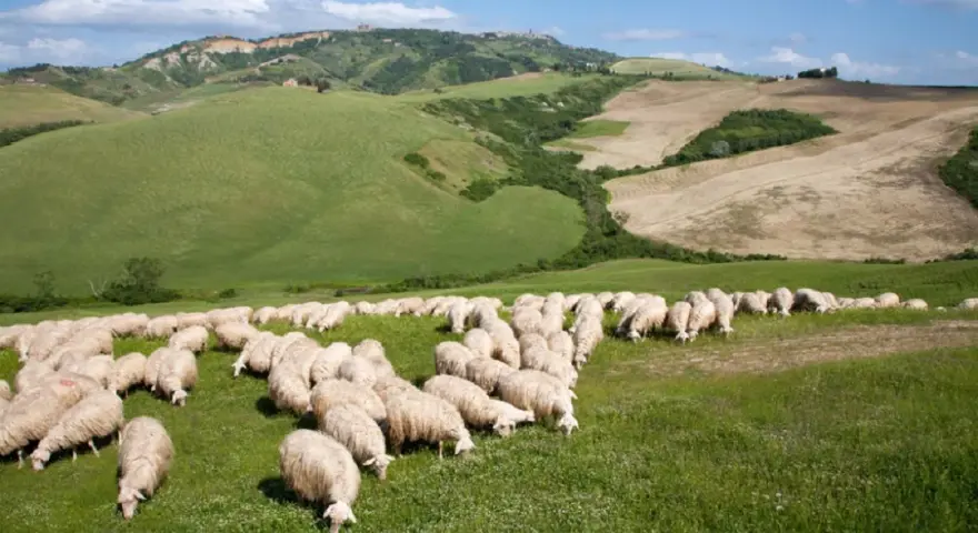 Un gregge di pecore pascola in un prato verde, con dolci colline ondulate e un cielo azzurro sullo sfondo.