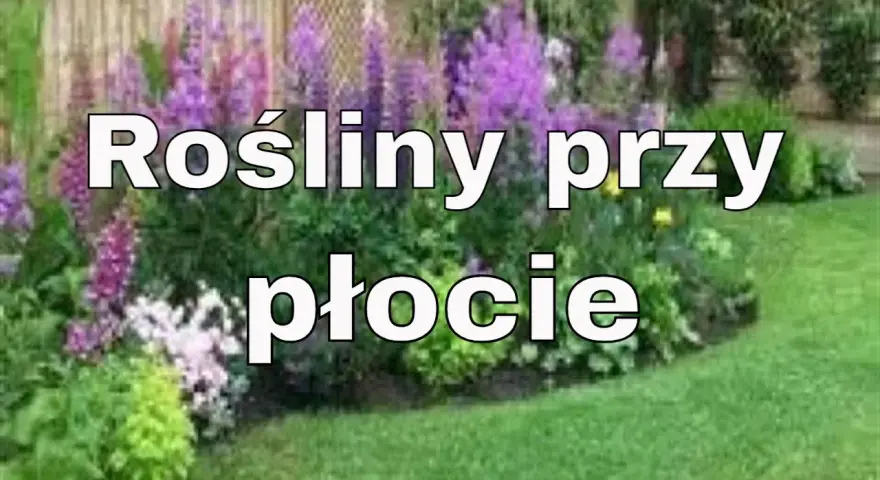 Co posadzić pod płotem betonowym, aby zyskać piękny ogród?