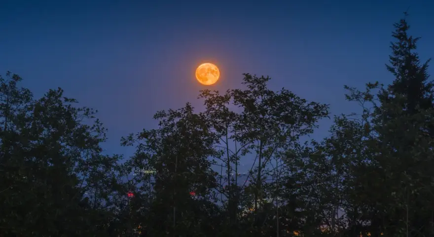 Pomarańczowa pełnia lipiec wschodzi nad ciemnymi drzewami, oświetlając nocne niebo.