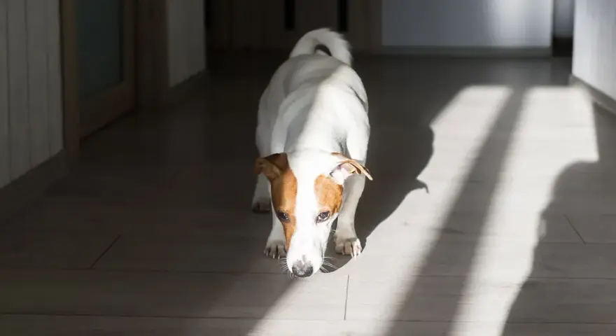 Jack Russell terrier wącha podłogę, jakby szukał czegoś, czego zapachu nie lubią psy.