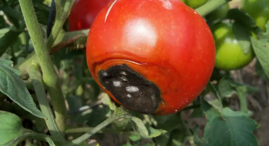 Pomodoro maturo con marciume apicale, una macchia scura e necrotica sul fondo. Altri pomodori verdi e rossi sullo sfondo.