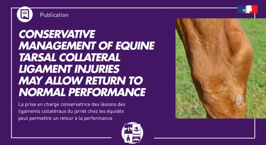 Gros plan sur le jarret d'un cheval, montrant une blessure au ligament. La rééducation ligament suspenseur du boulet est possible.