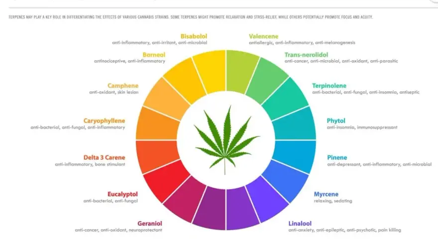 Diagrama circular muestra terpenos naturales de cannabis y sus propiedades: antiinflamatorio, relajante, etc.