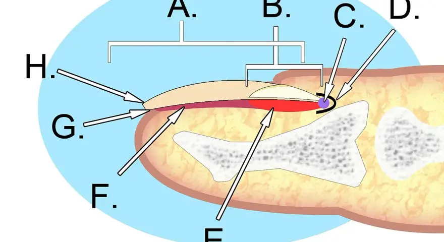 Schéma illustrant l'anatomie de l'ongle, montrant ses différentes parties et structures sous-jacentes.