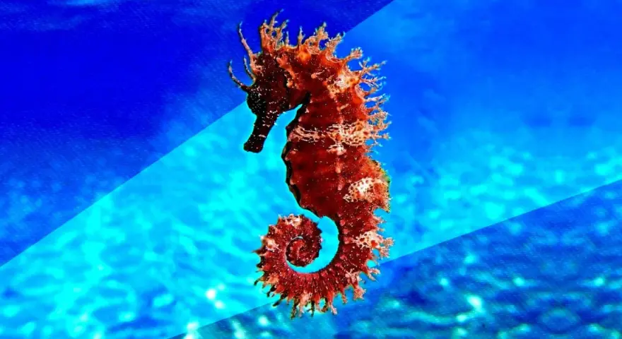 Un majestuoso caballito de mar real, de color rojizo, se enrosca en un fondo azul vibrante, evocando la magia del océano.
