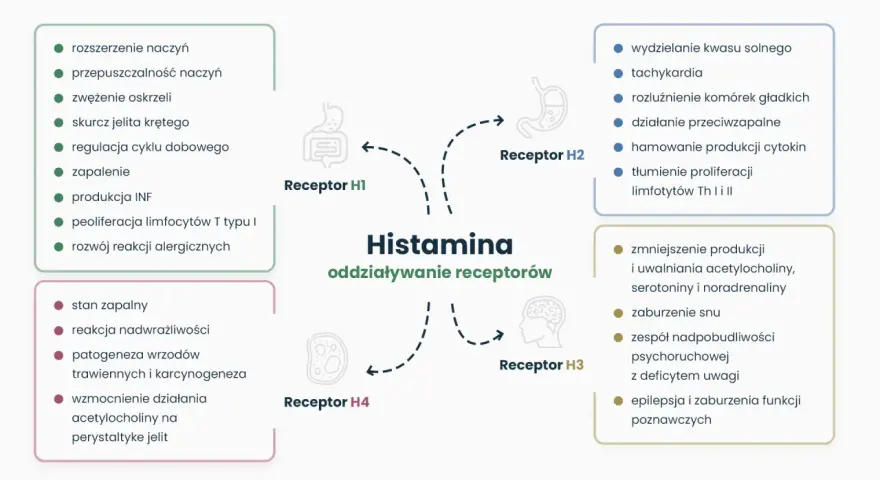 Schemat przedstawia działanie histaminy na receptory H1-H4, wpływając na objawy związane z nietolerancją histaminy, np. zapalenie, reakcje alergiczne.