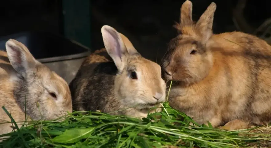 Tre coniglietti mangiano erba fresca. La loro dieta è fondamentale per capire quanto deve mangiare un coniglio.