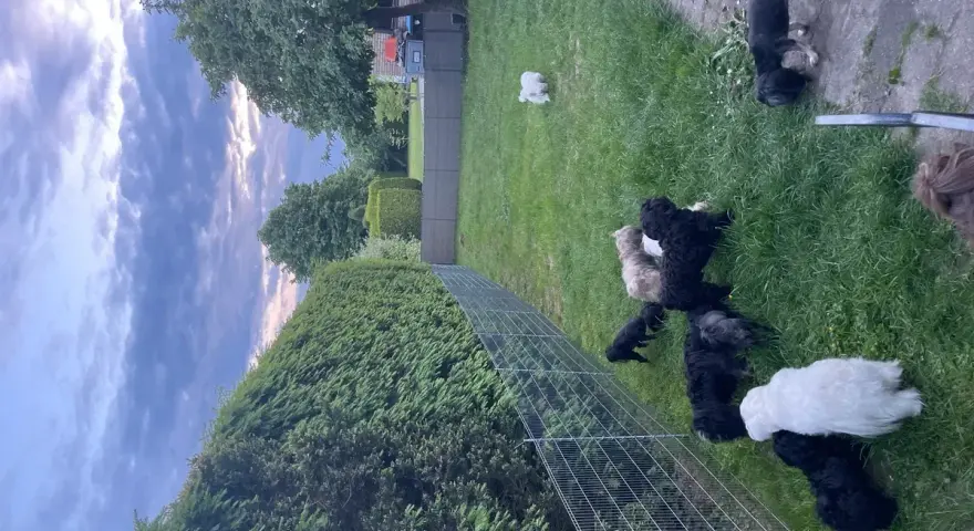 Wesołe maltipoo bawią się na trawie. Dbamy o ich zdrowie, by uniknąć maltipoo chorób.