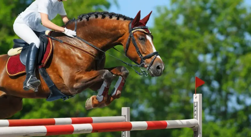 Un cheval brun et son cavalier en tenue blanche exécutent un saut d'obstacles. Le cheval est en plein vol, ses pattes repliées, illustrant le **mécanisme du saut**.