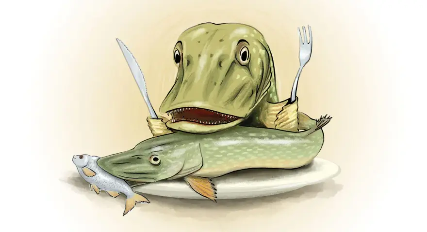 Ein grüner Hecht mit Messer und Gabel sitzt auf einem Teller, bereit, einen anderen Hecht zu fressen. Ein kleiner Fisch liegt daneben.